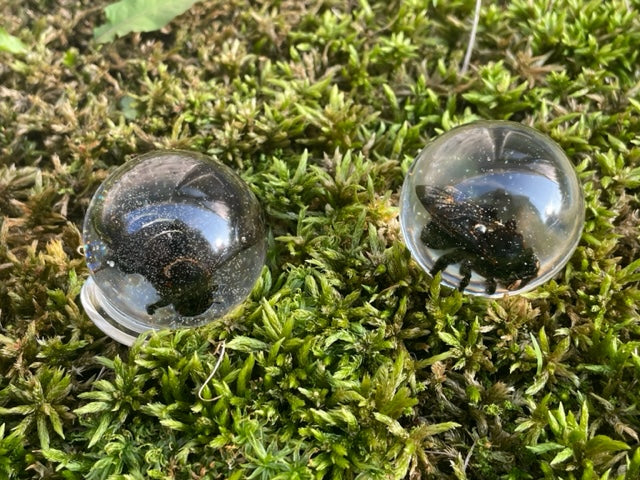Bee Globes