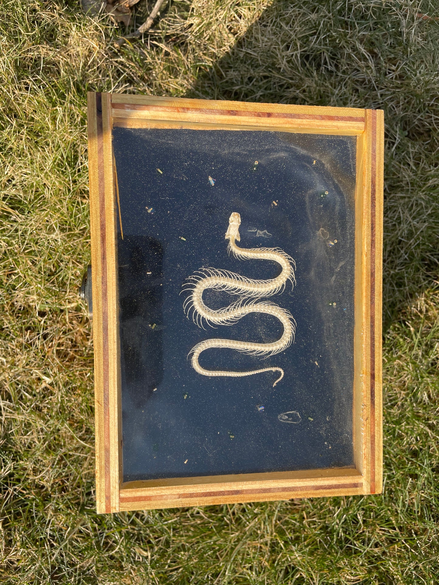 Snake Skeleton Box