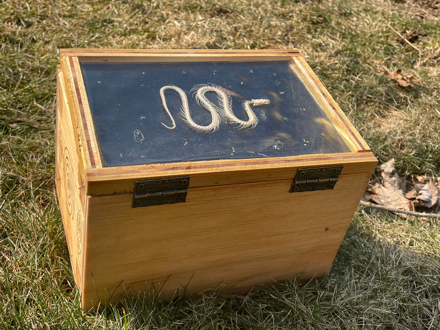 Snake Skeleton Box