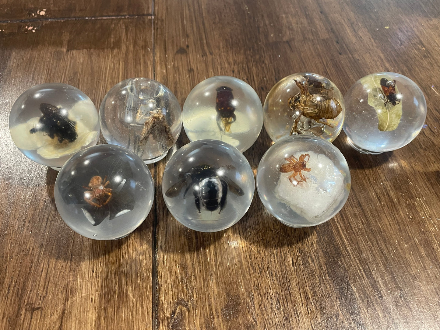 Medium Bug Globes