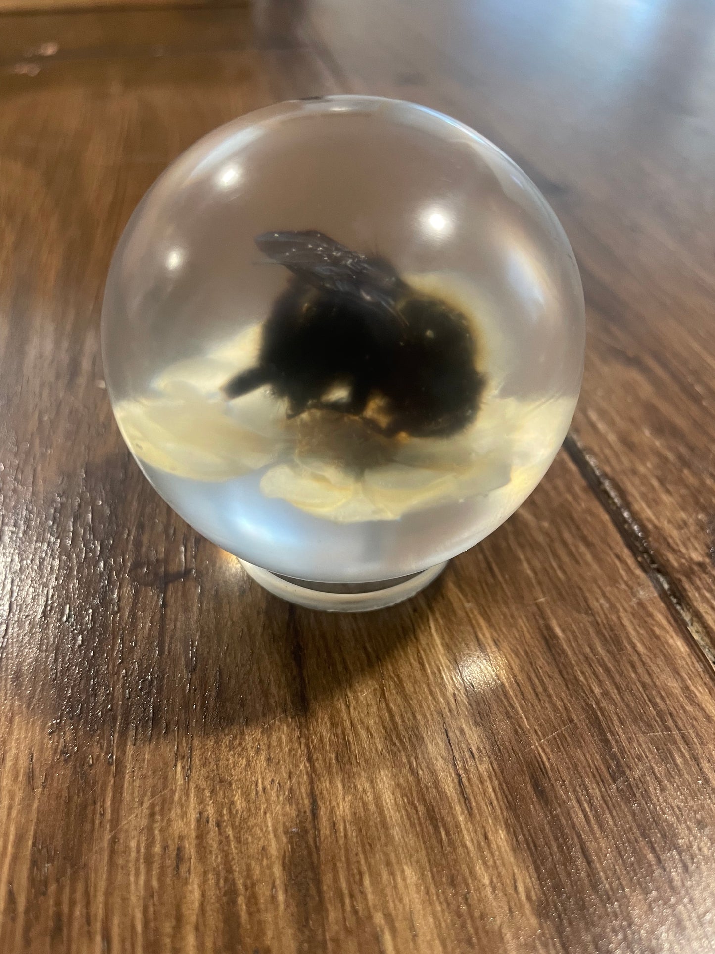 Medium Bug Globes