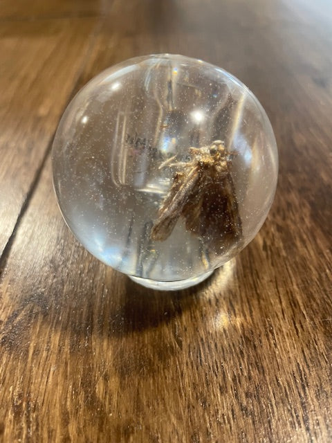Medium Bug Globes