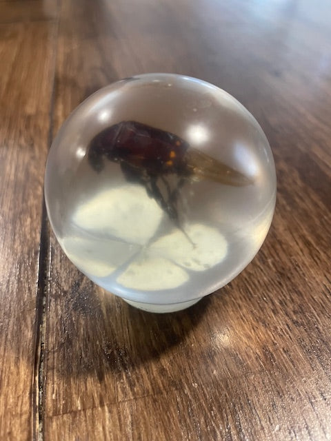 Medium Bug Globes