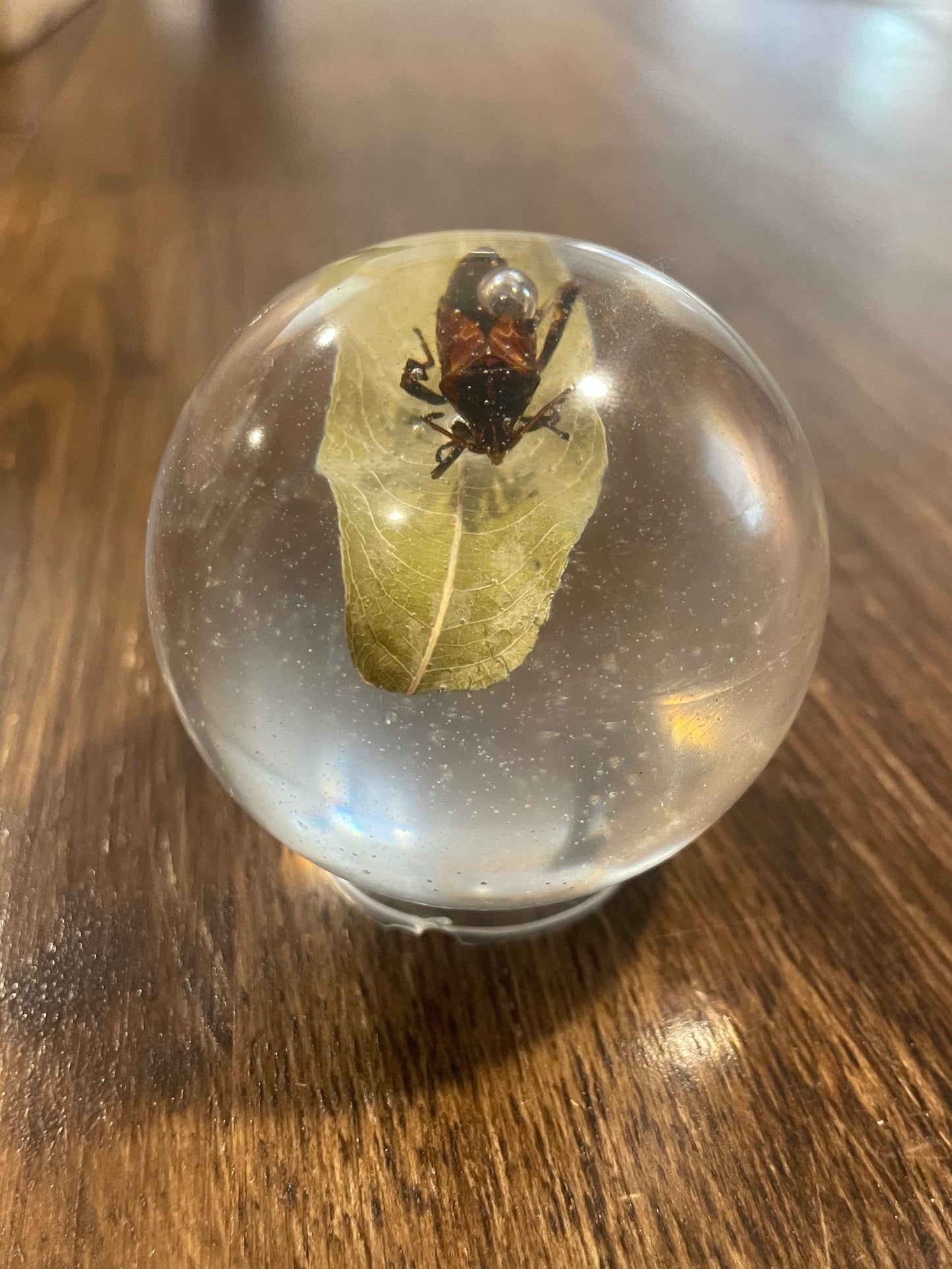 Medium Bug Globes