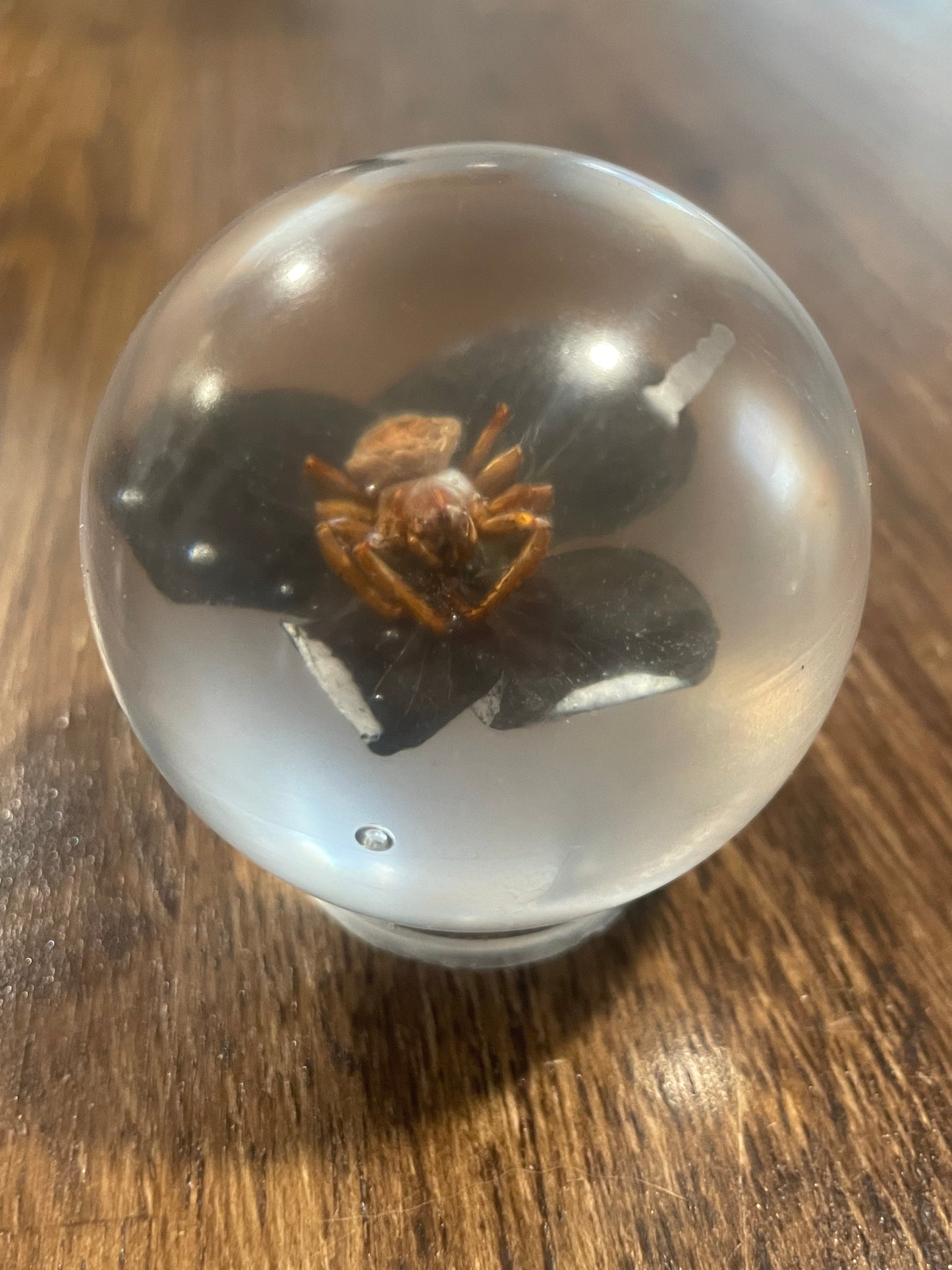 Medium Bug Globes