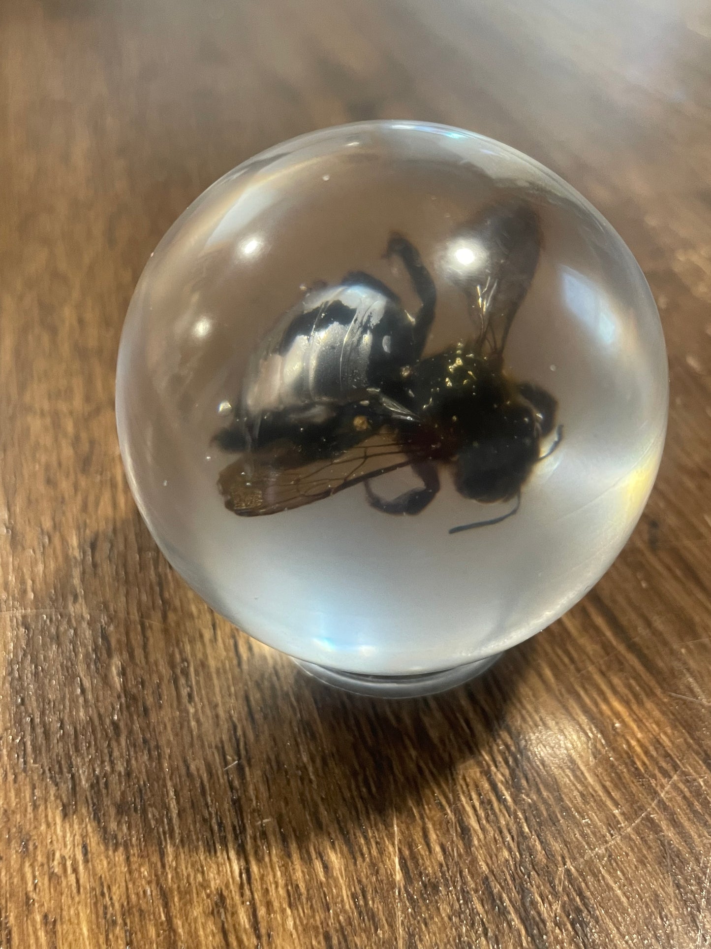 Medium Bug Globes