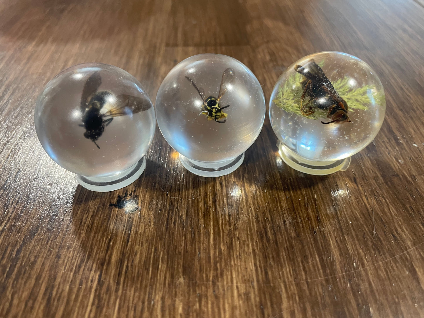 Mini Bug Globes