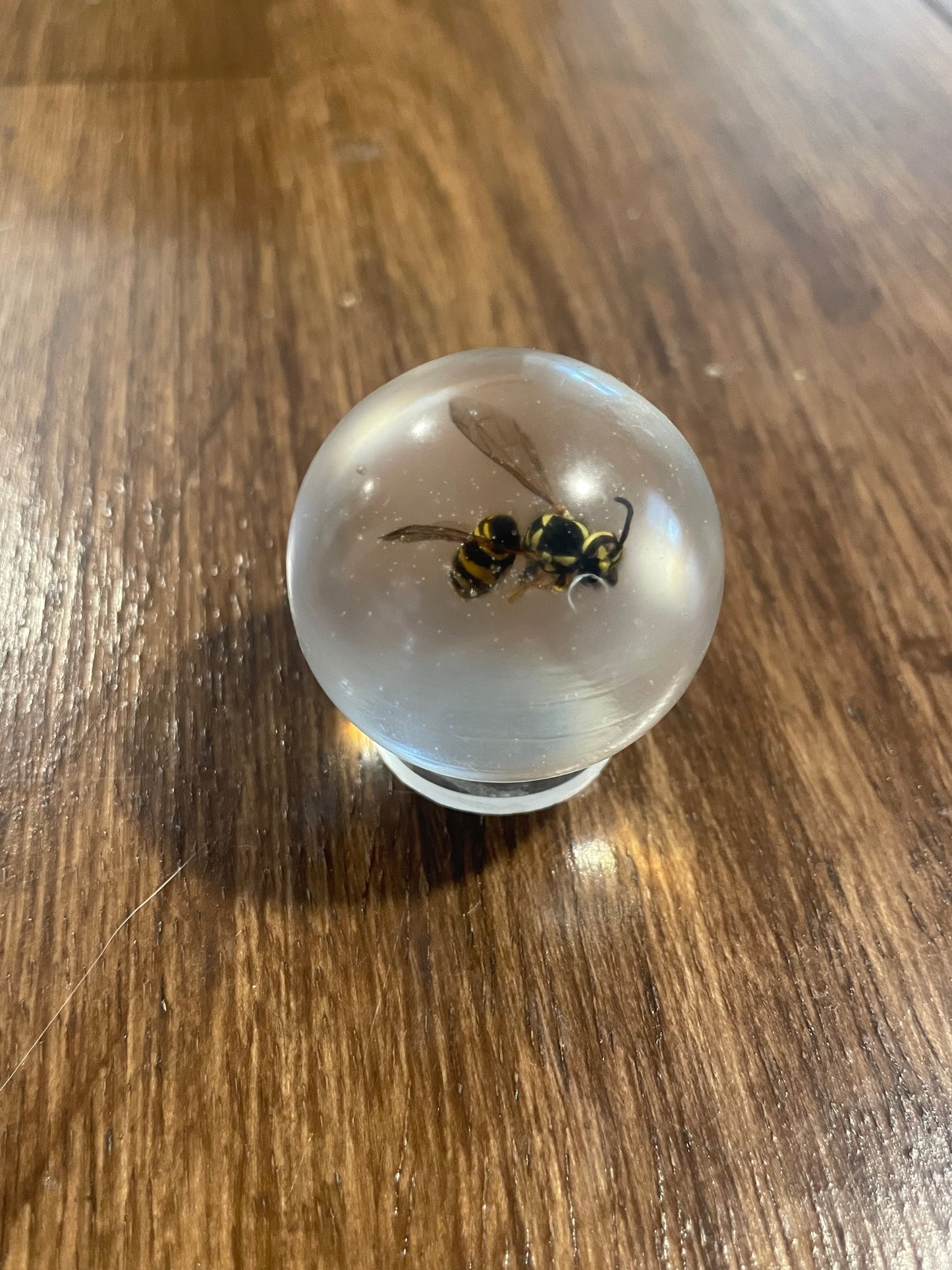 Mini Bug Globes