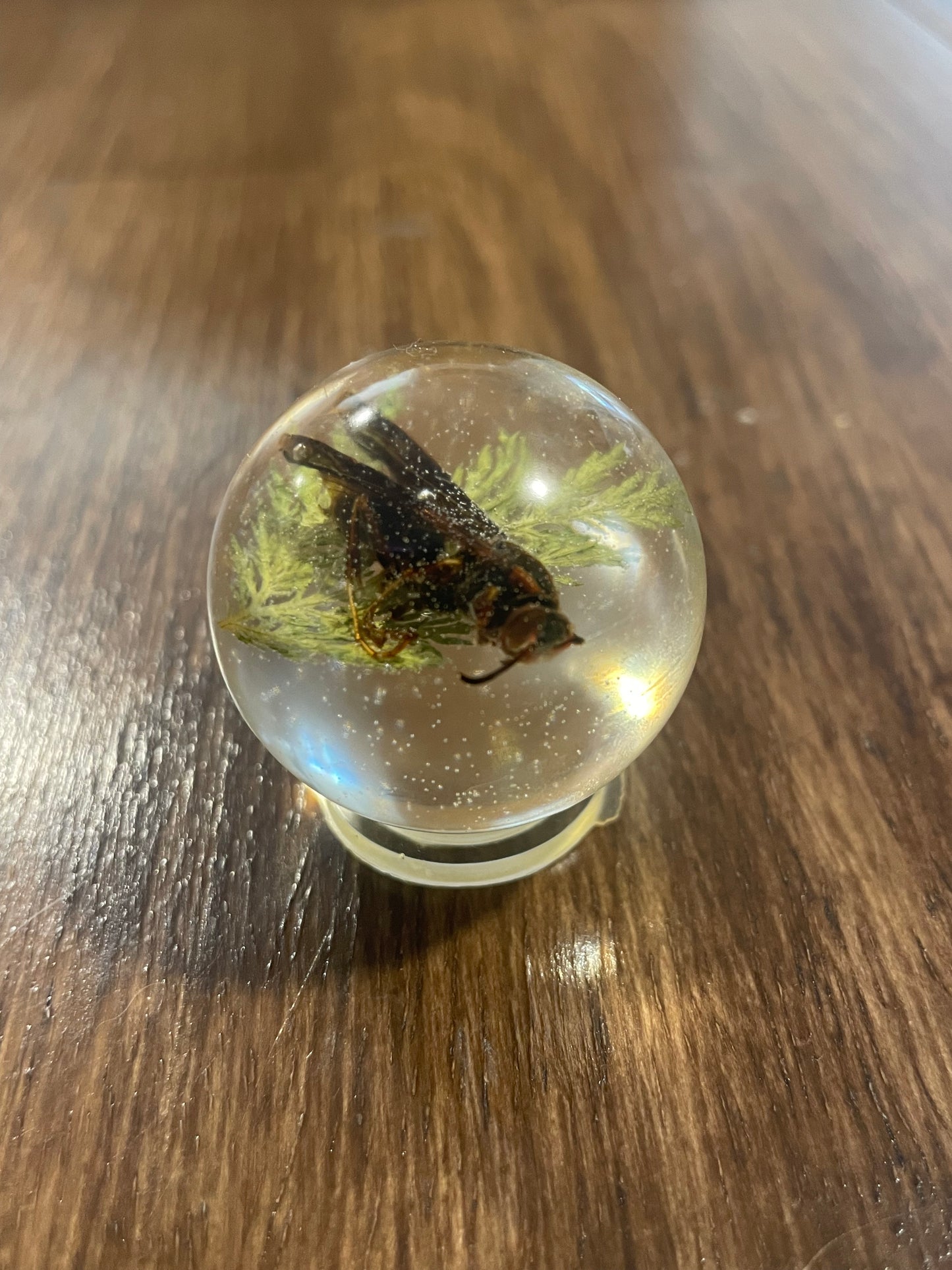 Mini Bug Globes