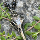 Vegvisir Bird Skull Necklace