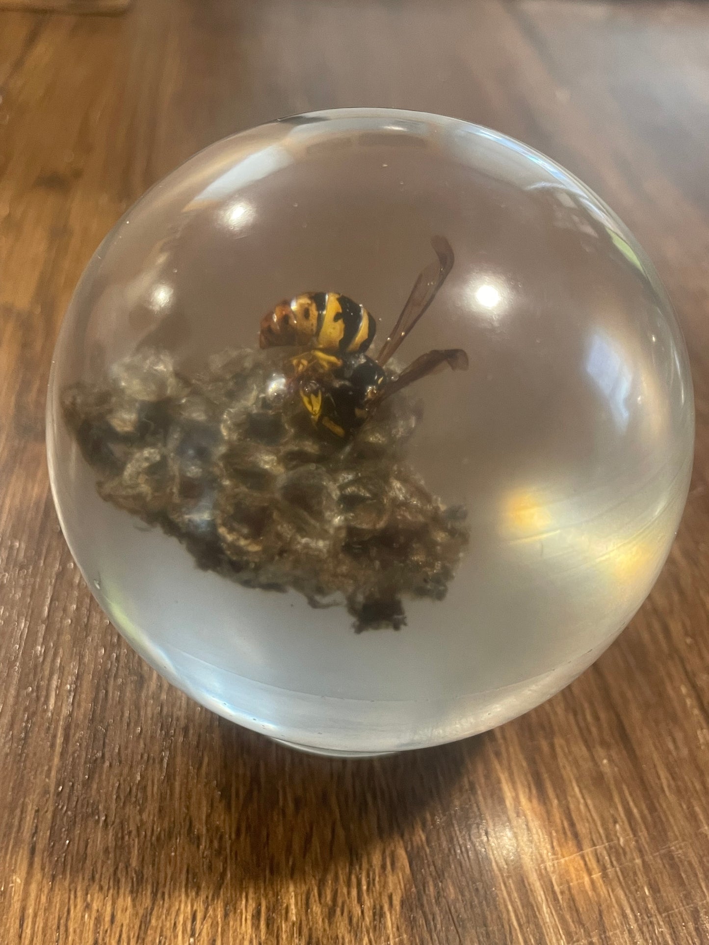 X-Large Bug Globes