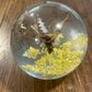 X-Large Bug Globes