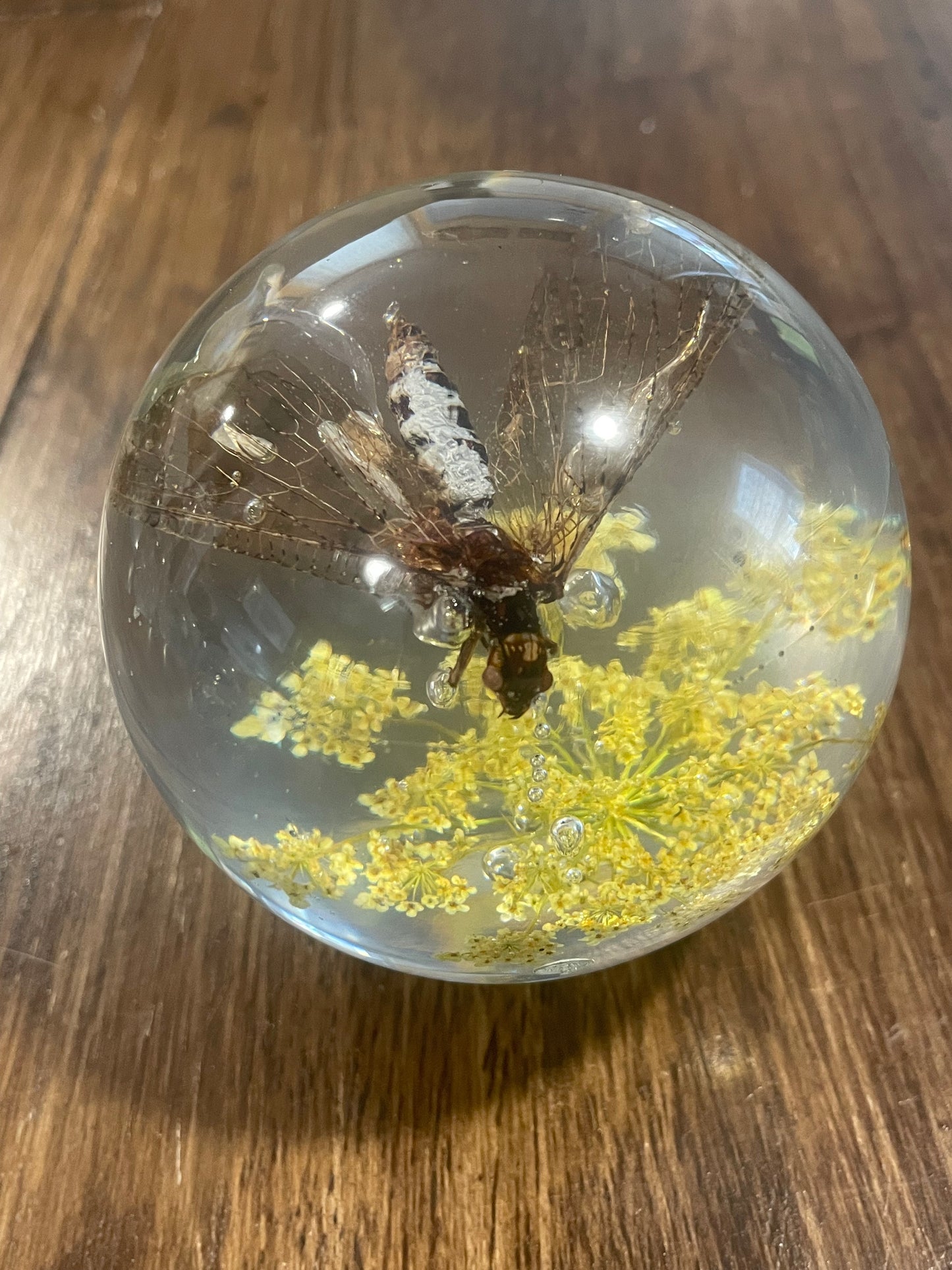 X-Large Bug Globes