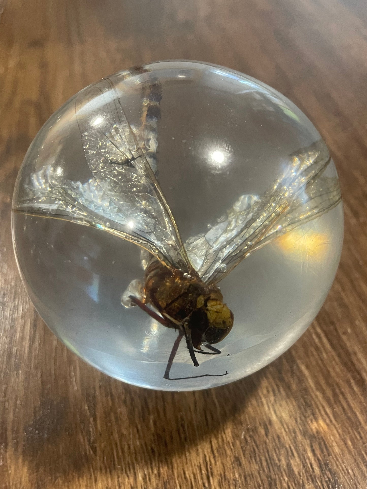 X-Large Bug Globes