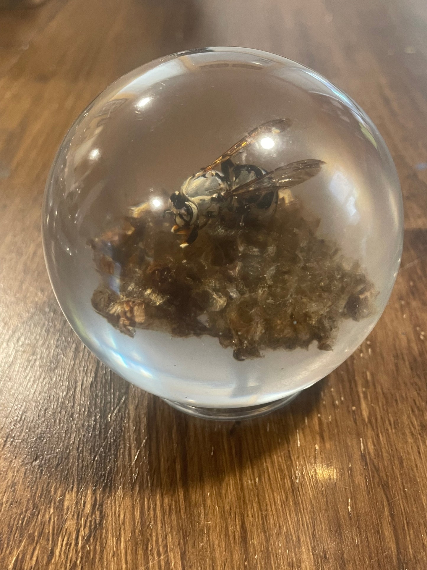 X-Large Bug Globes