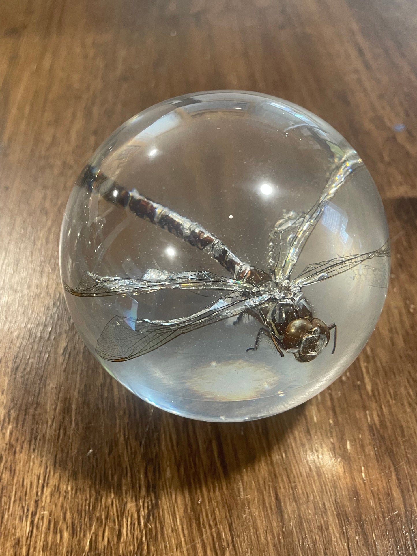 X-Large Bug Globes