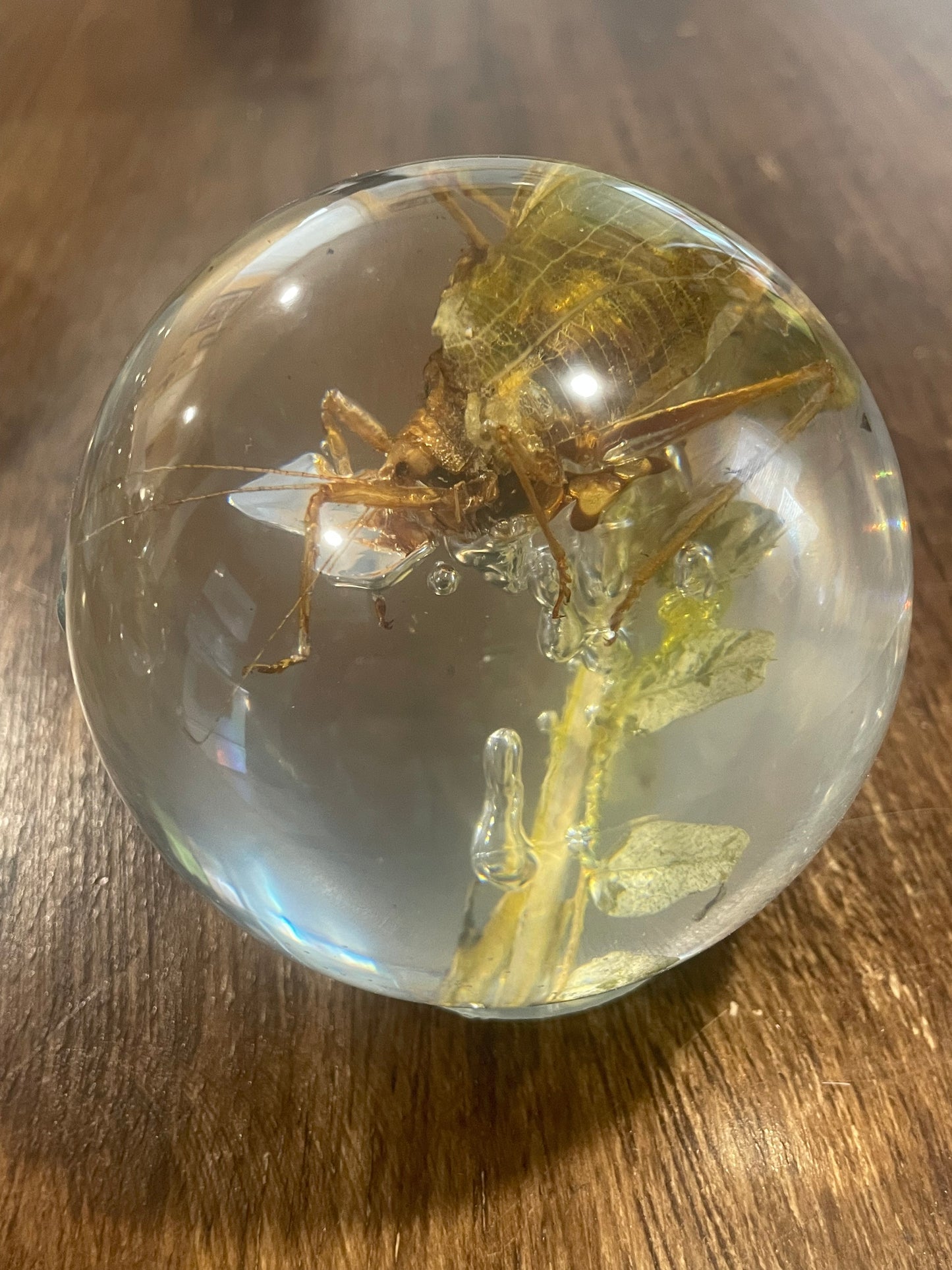 X-Large Bug Globes