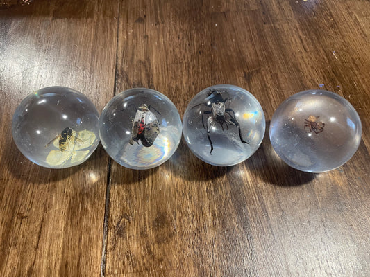 Large Bug Globes