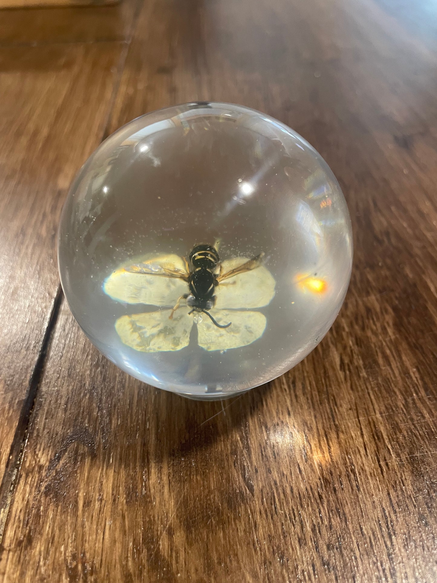 Large Bug Globes