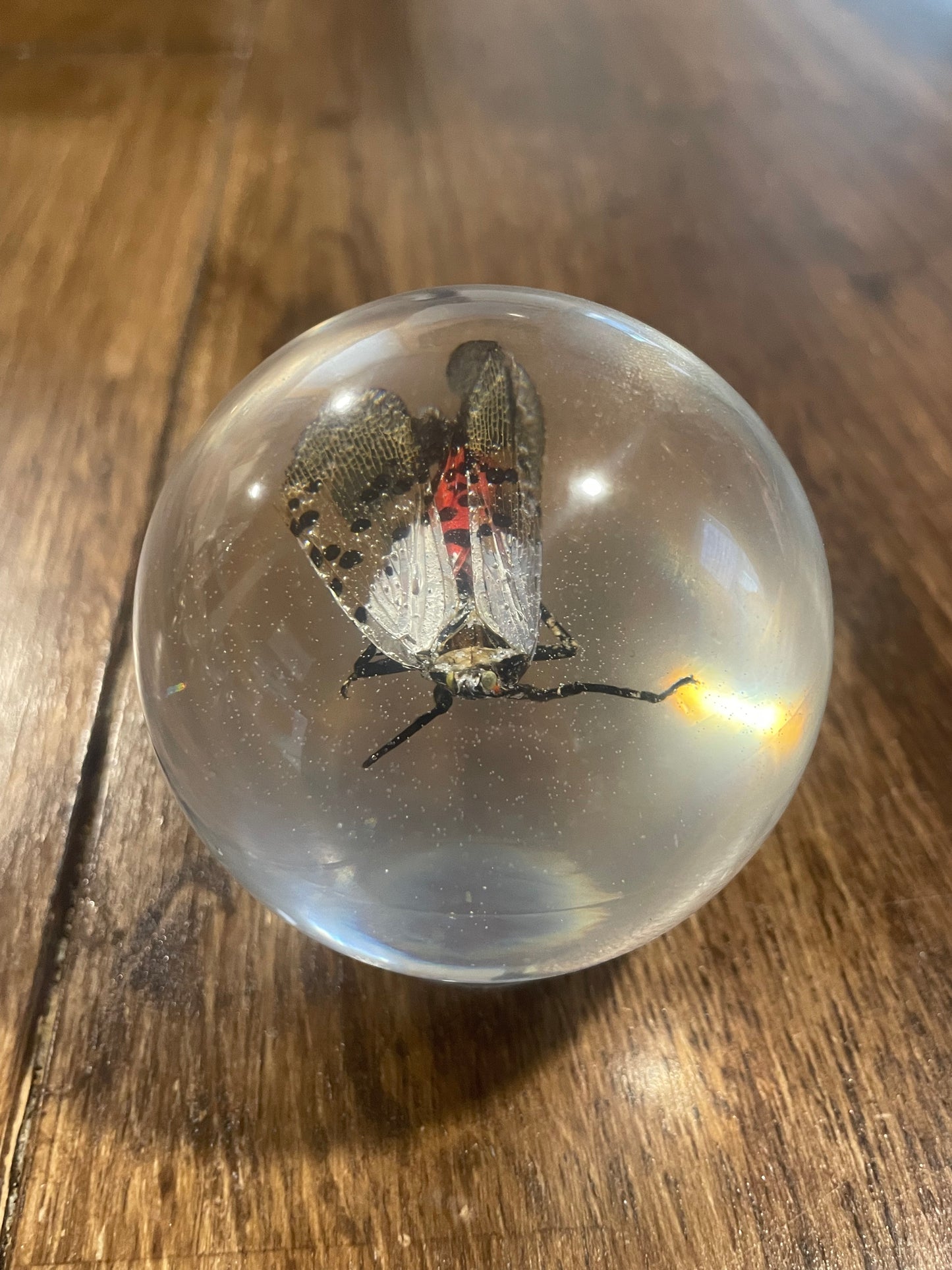 Large Bug Globes