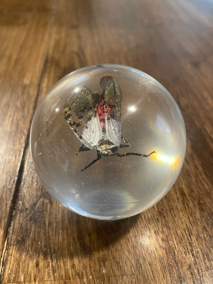 Large Bug Globes