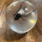 Large Bug Globes