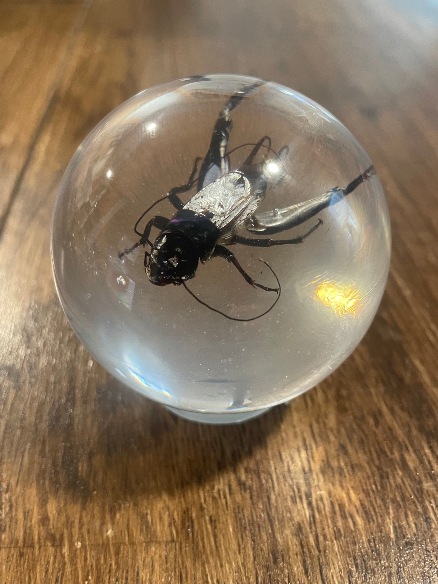 Large Bug Globes