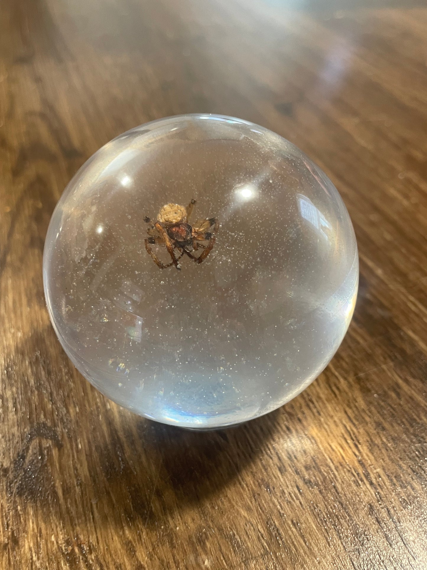 Large Bug Globes