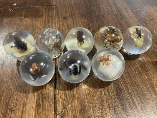 Medium Bug Globes