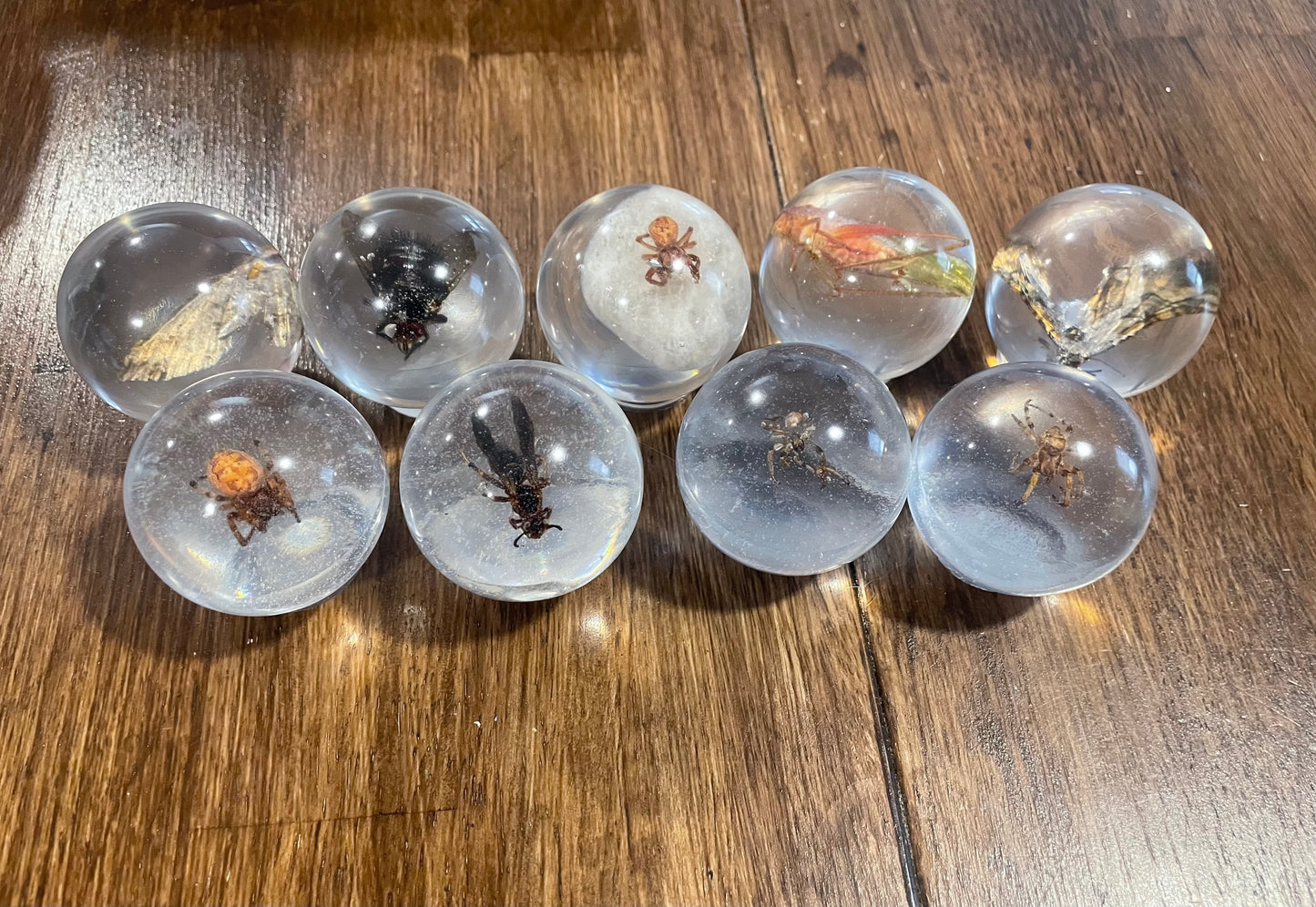 Small Bug Globes