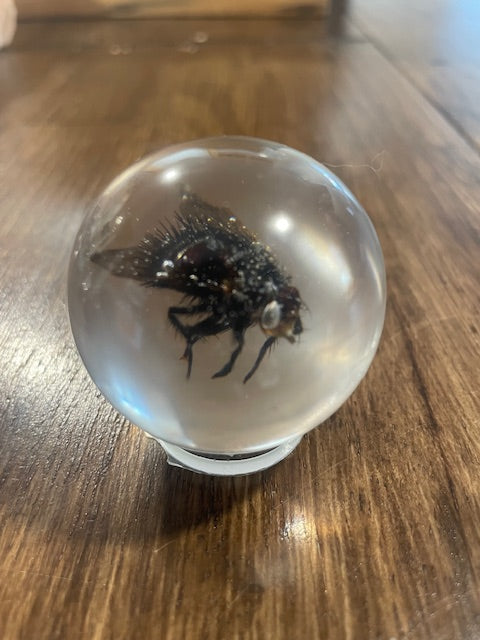 Small Bug Globes