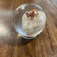 Small Bug Globes