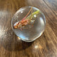 Small Bug Globes