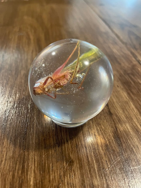 Small Bug Globes