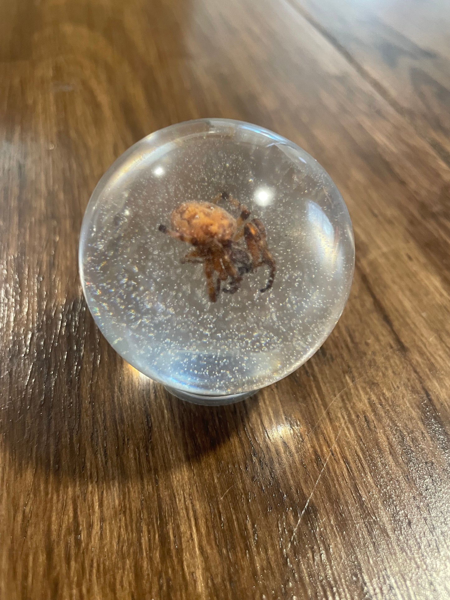 Small Bug Globes