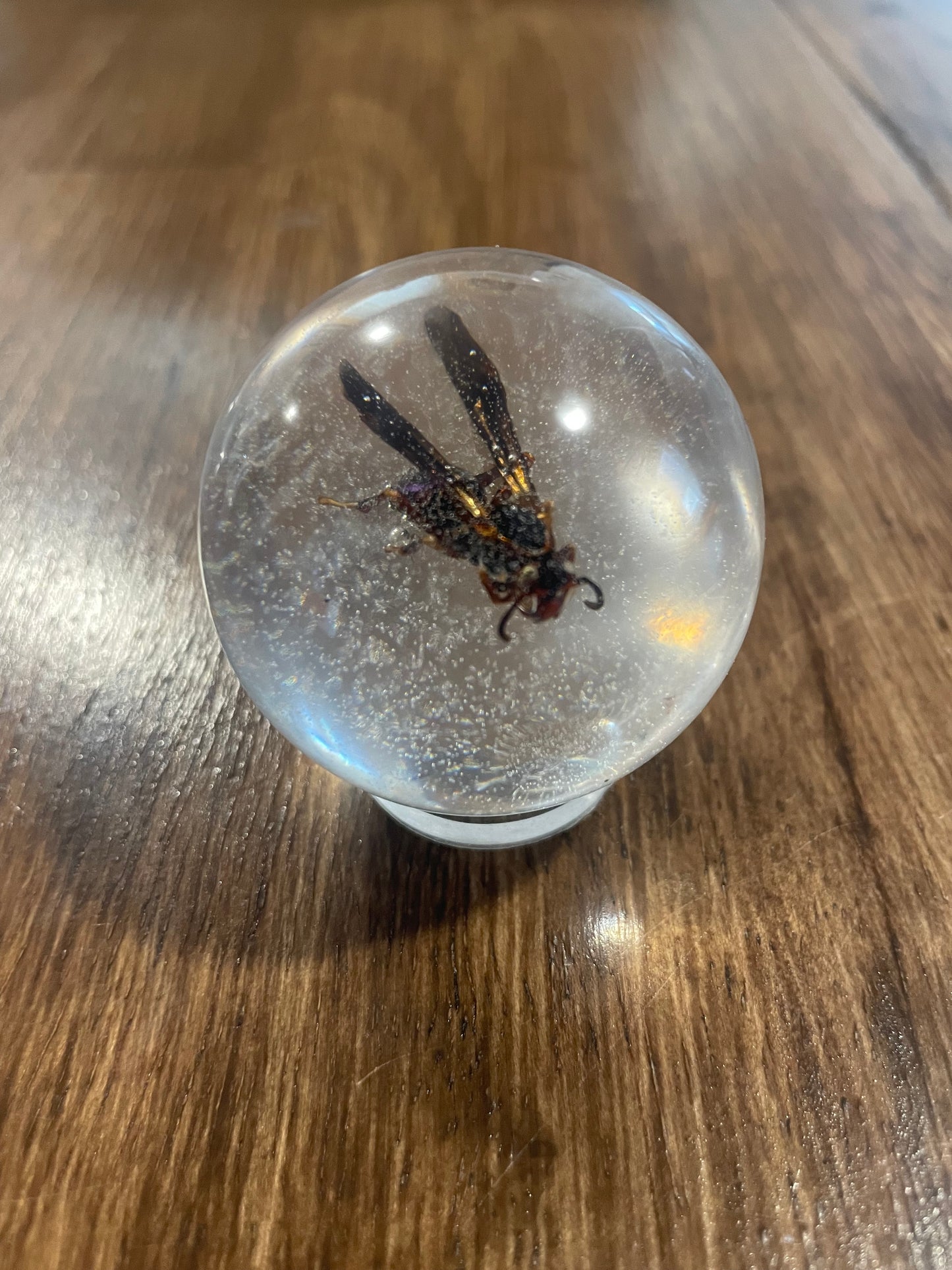 Small Bug Globes