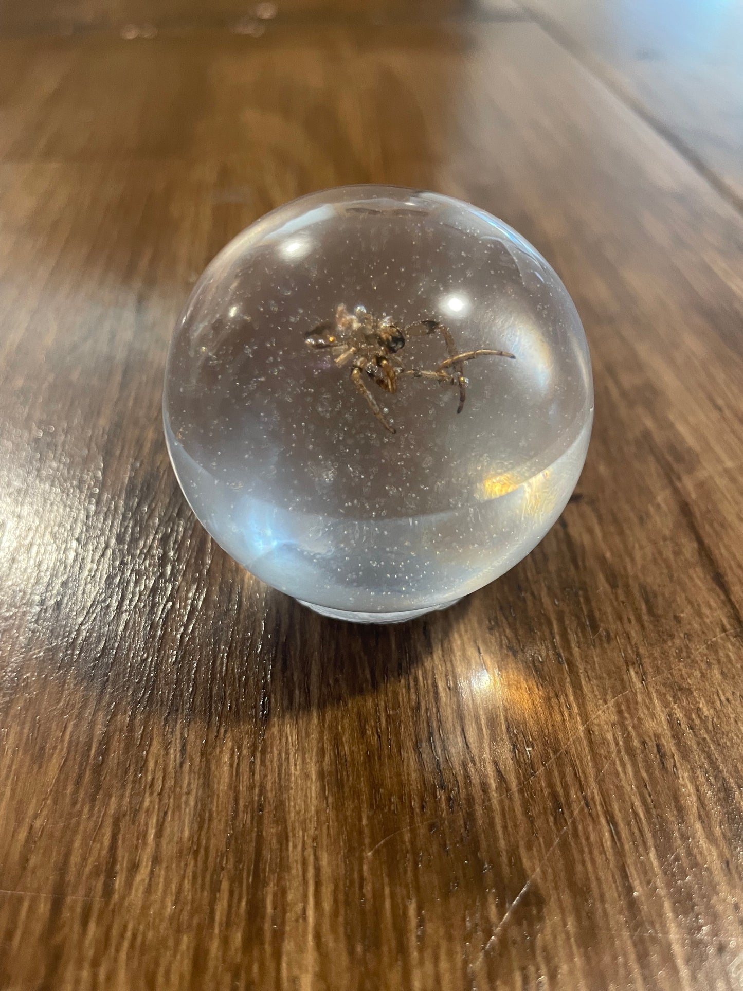 Small Bug Globes