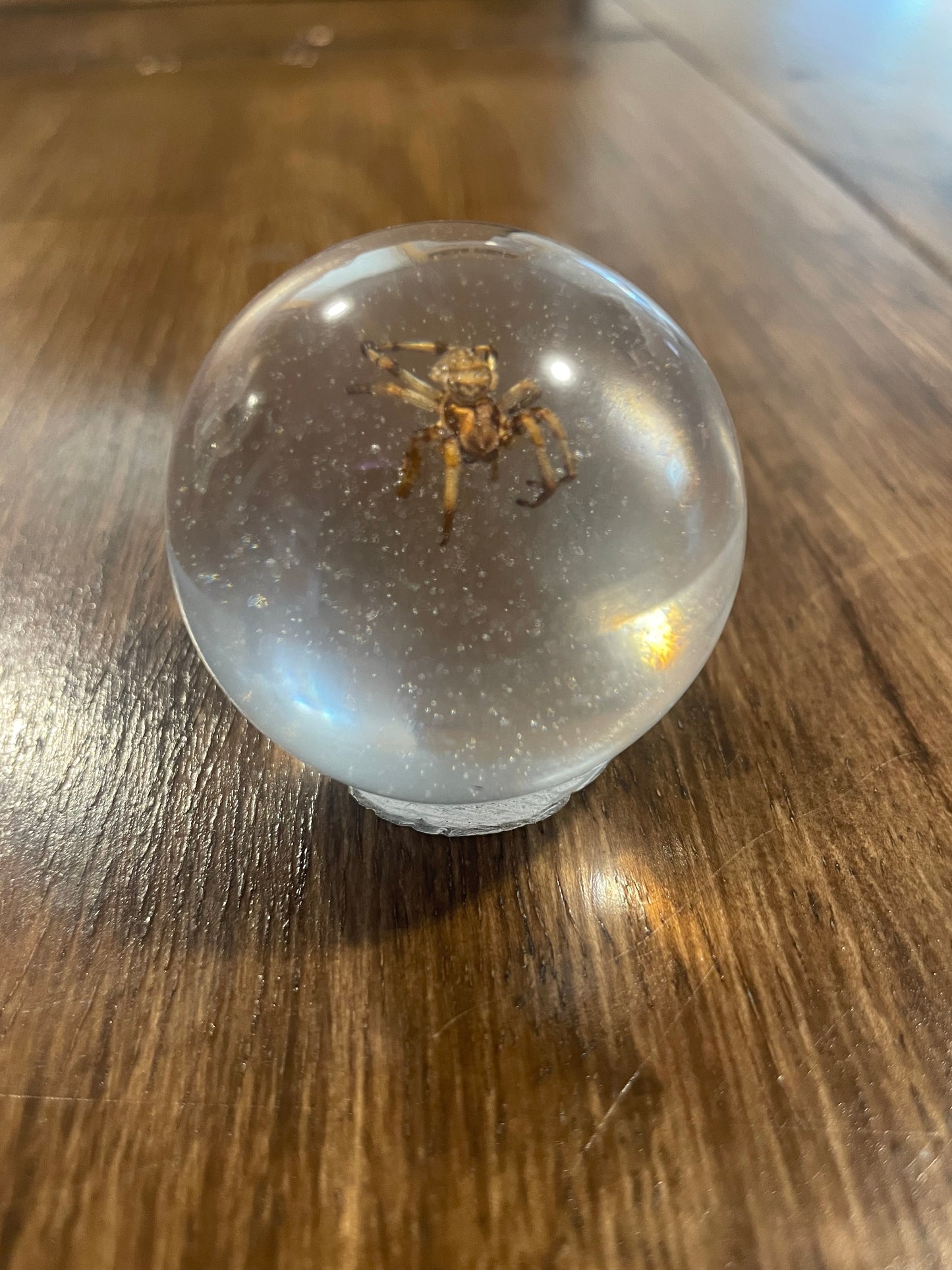 Small Bug Globes