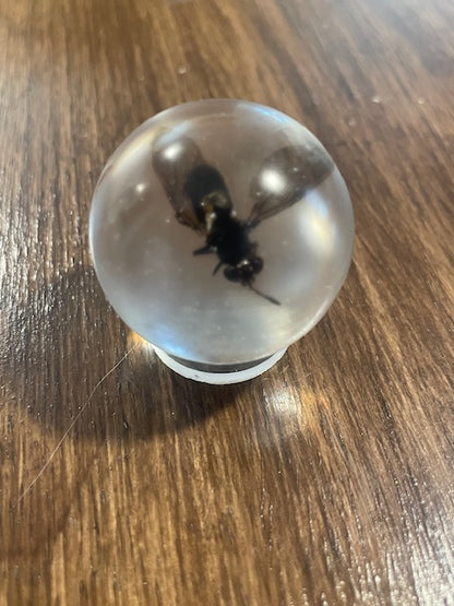Mini Bug Globes
